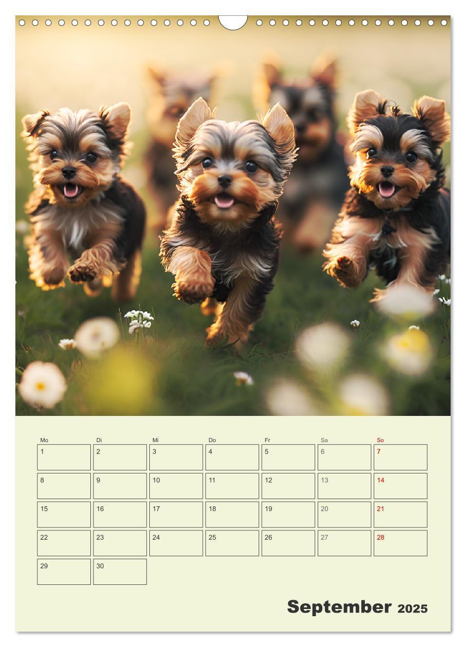 Bild: 9783435873715 | Yorkshire Terrier. Fröhliche Energiebündel in Aktion (Wandkalender...