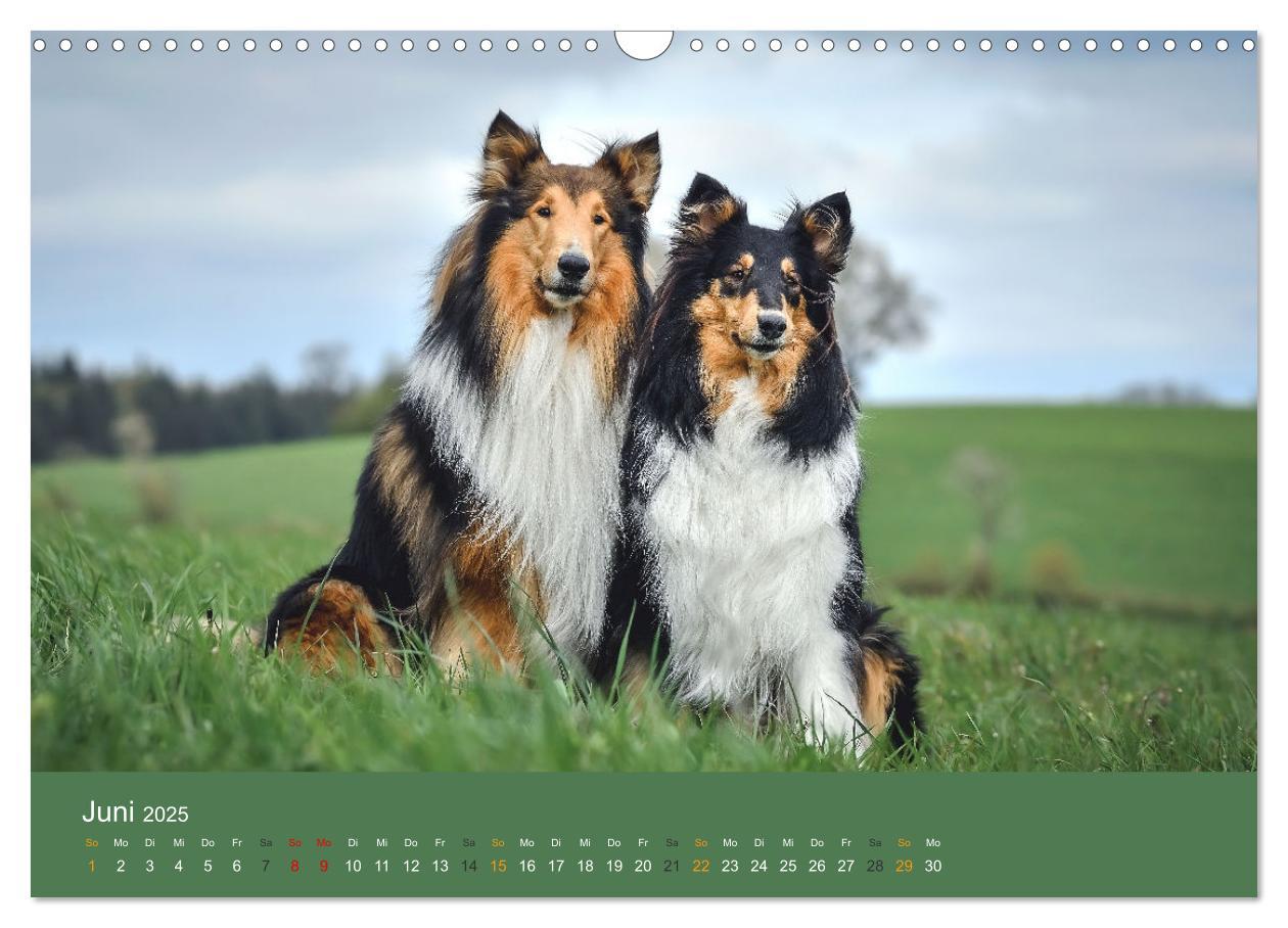 Bild: 9783435018598 | Der Collie der beste Hund der Welt (Wandkalender 2025 DIN A3 quer),...