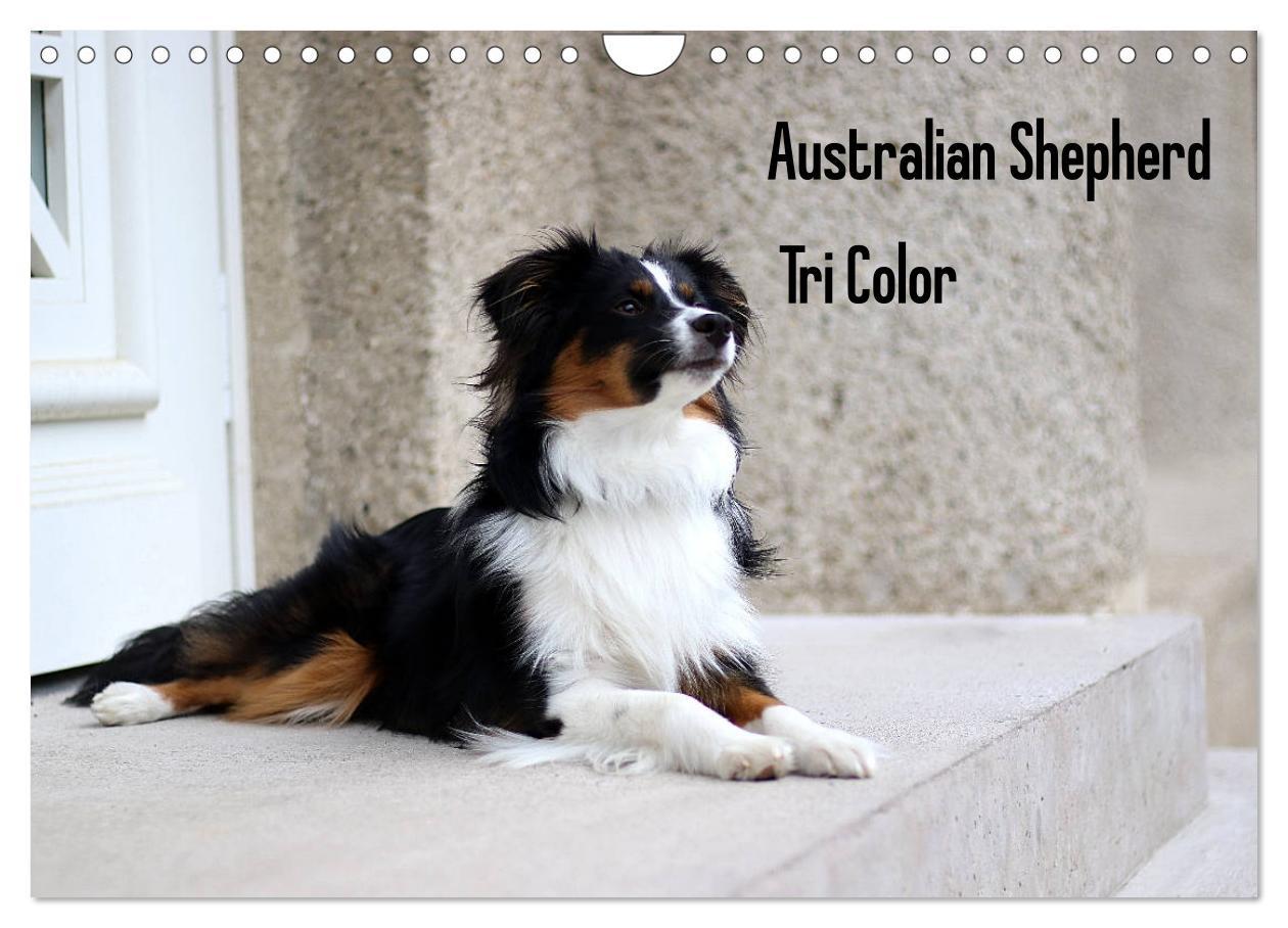 Cover: 9783435187249 | Australian Shepherd Tri Color (Wandkalender 2025 DIN A4 quer),...