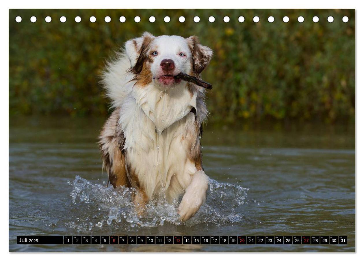 Bild: 9783435570287 | Bekannt wie ein bunter Hund. Australian Shepherd (Tischkalender...