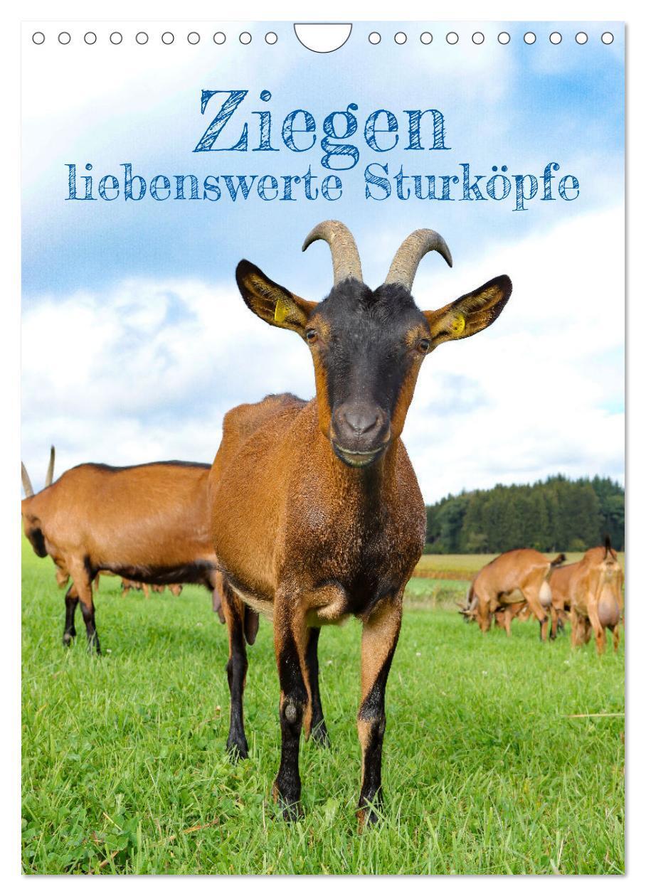 Cover: 9783435925506 | Ziegen - liebenswerte Sturköpfe (Wandkalender 2025 DIN A4 hoch),...