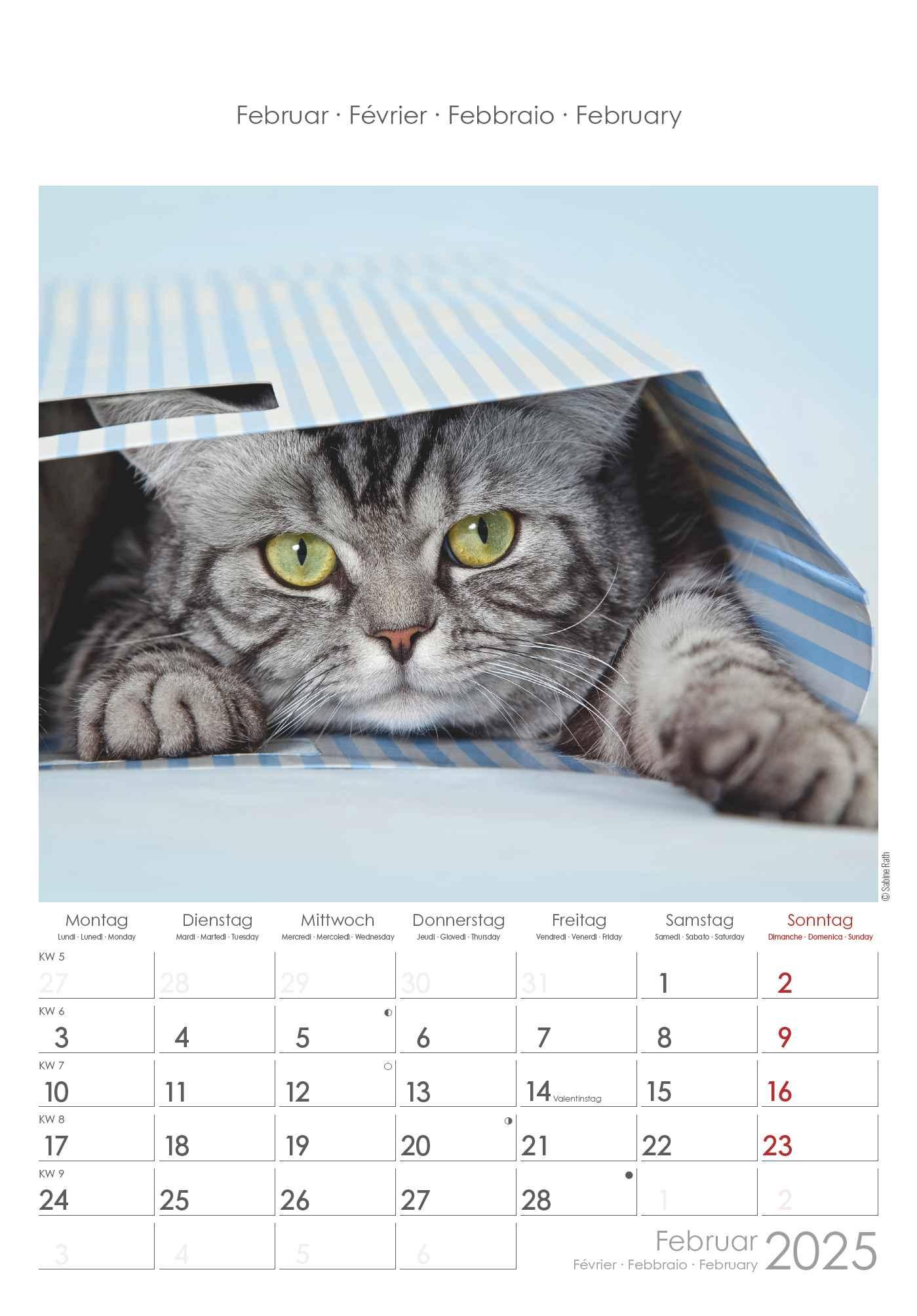 Bild: 4251732341015 | Katzen 2025 - Bildkalender 23,7x34 cm - Kalender mit Platz für...