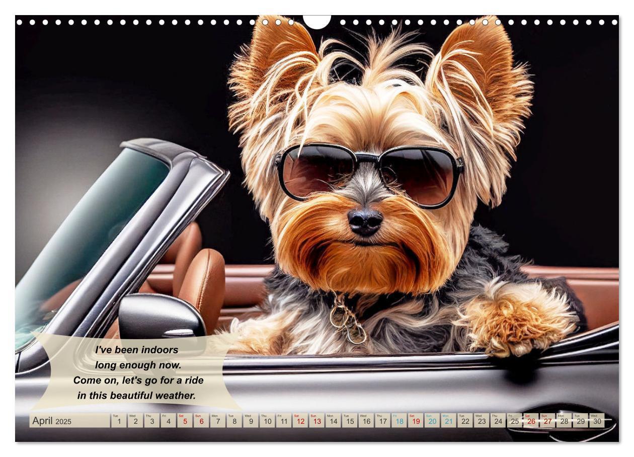 Bild: 9781325986026 | Great fun for Yorkshire Terrier lovers (Wall Calendar 2025 DIN A3...