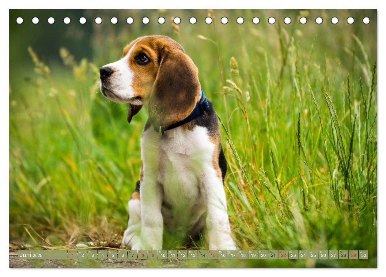 Bild: 9783435573578 | Beaglebabys auf Entdeckungstour (Tischkalender 2025 DIN A5 quer),...