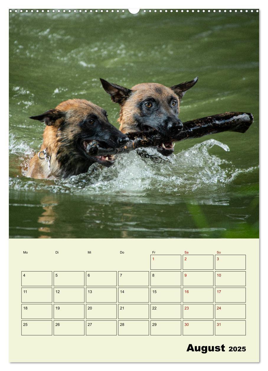 Bild: 9783435946624 | Malinois verlässliche Begleiter (Wandkalender 2025 DIN A2 hoch),...