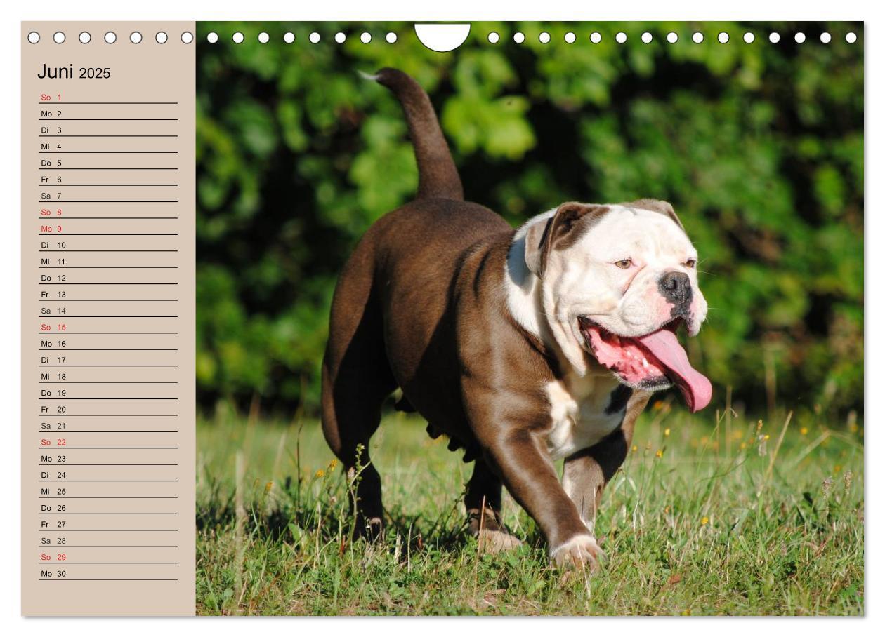 Bild: 9783435535347 | Faszination Bulldogge (Wandkalender 2025 DIN A4 quer), CALVENDO...