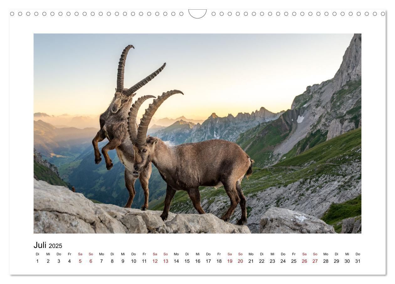 Bild: 9783383907029 | Steinböcke - Die Könige der Alpen (Wandkalender 2025 DIN A3 quer),...