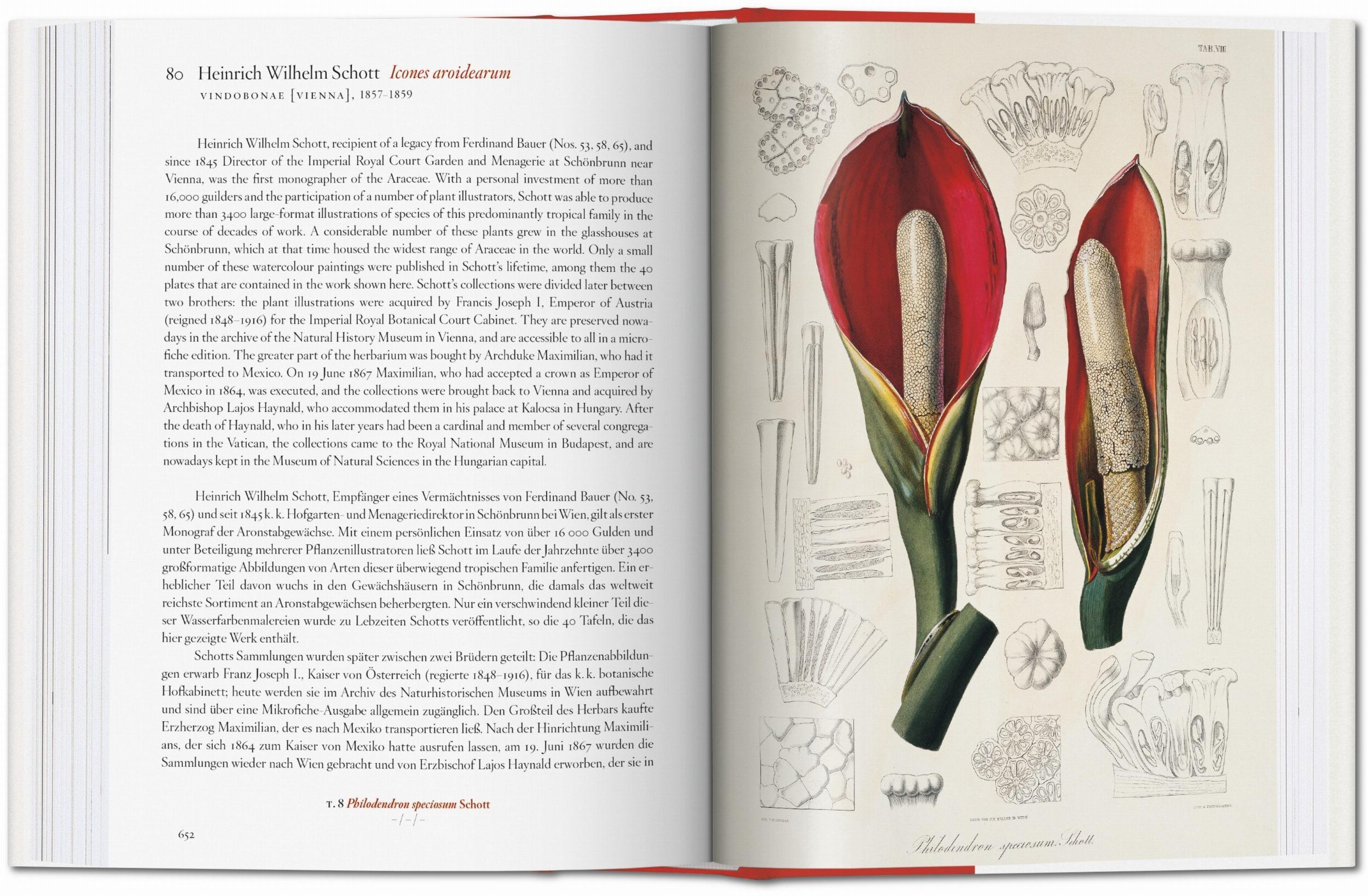 Bild: 9783836591911 | A Garden Eden. Masterpieces of Botanical Illustration. 40th Ed. | Lack