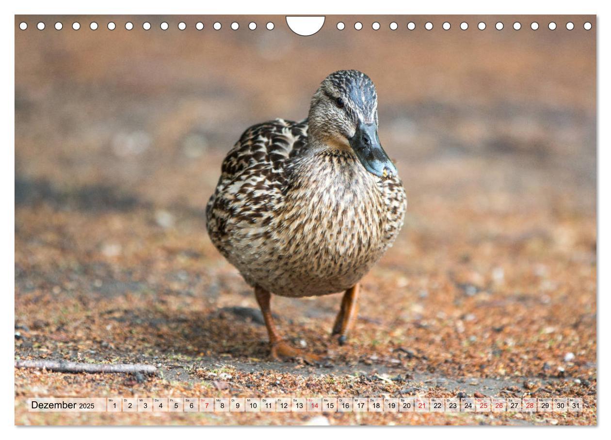 Bild: 9783435116225 | Wunderschöne Stockenten - Europäische Wasservögel (Wandkalender...