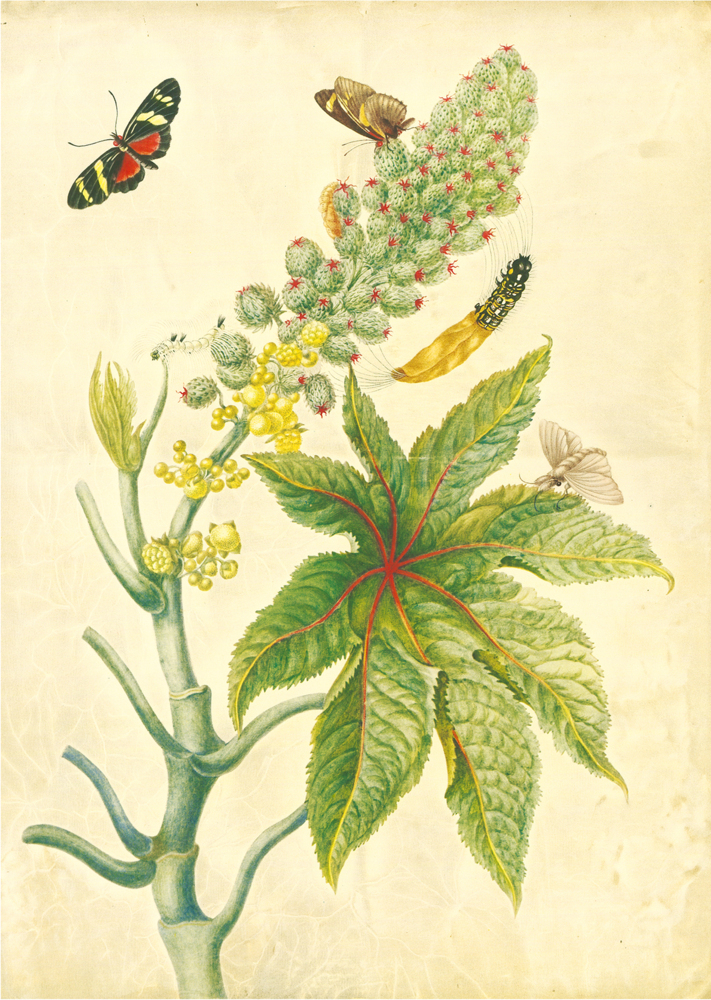 Bild: 9783968490151 | Maria Sibylla Merian - St. Petersburger Aquarelle | Merian | Buch