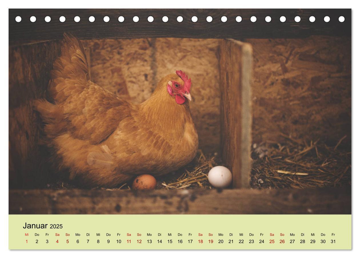 Bild: 9783435335893 | Vom Ei zum Huhn. Die Entwicklung von Küken (Tischkalender 2025 DIN...