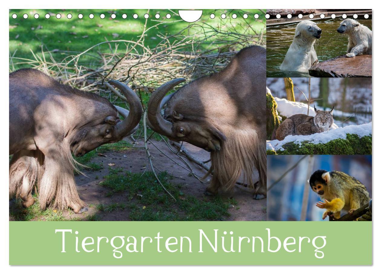 Cover: 9783435460953 | Tiergarten Nürnberg (Wandkalender 2025 DIN A4 quer), CALVENDO...