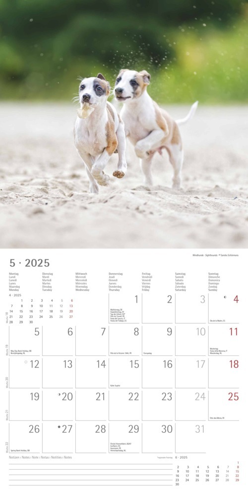 Bild: 4251732340667 | Alpha Edition - Welpen 2025 Broschürenkalender, 30x30cm,...