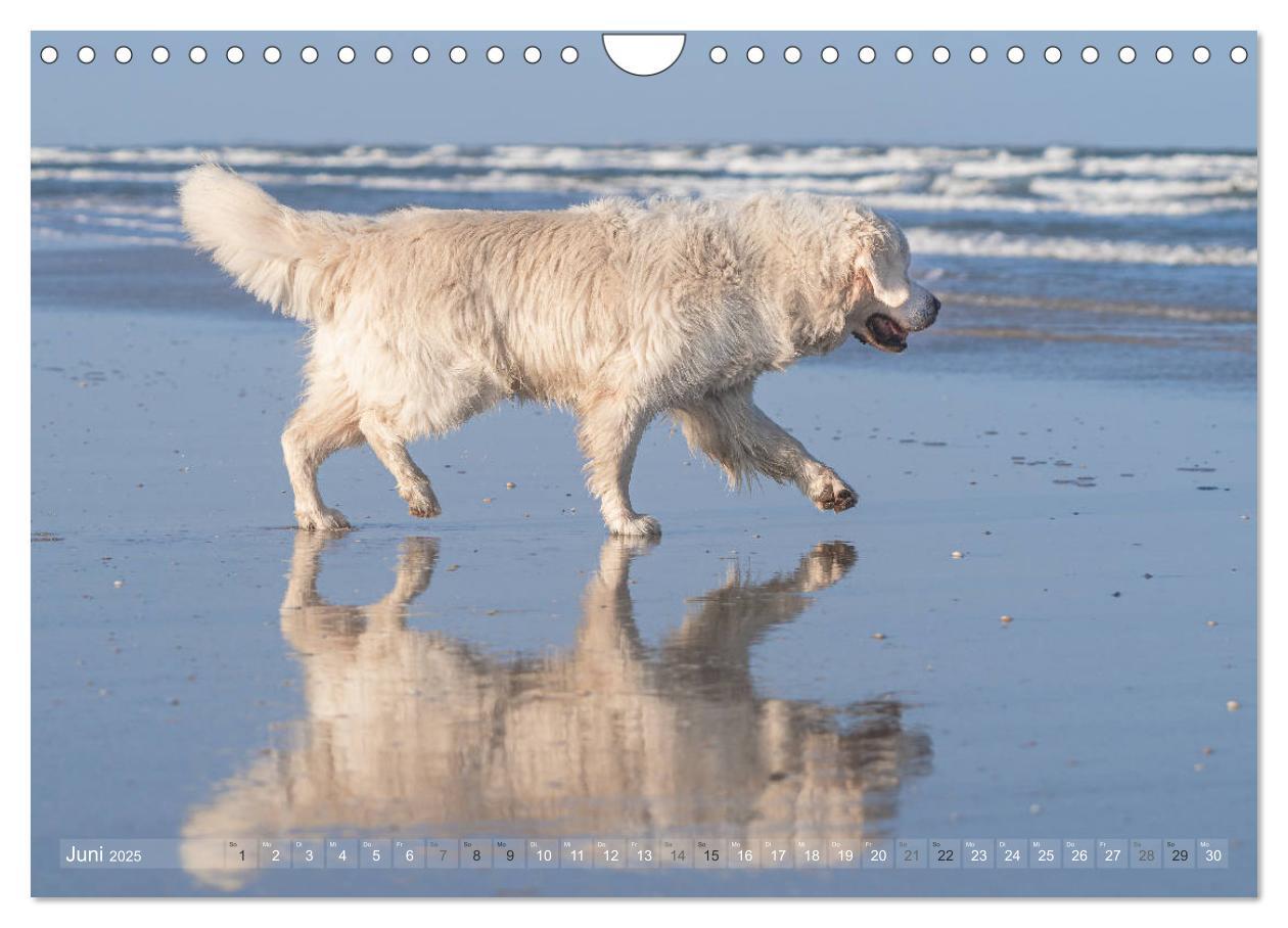 Bild: 9783435183005 | Mit Hunden an den Stränden von Nord- und Ostsee (Wandkalender 2025...