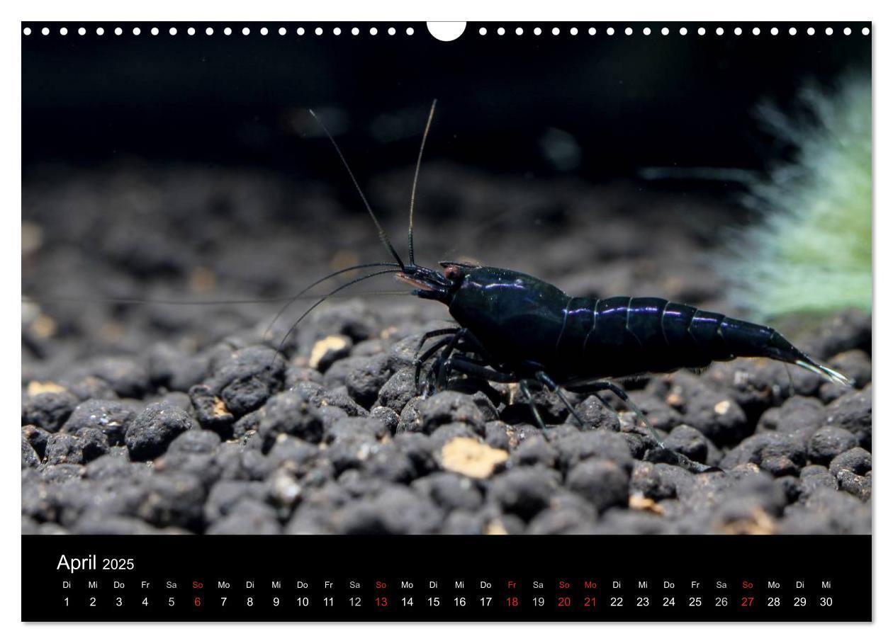 Bild: 9783435561582 | Zwerggarnelen - gepanzerte Juwelen im Aquarium (Wandkalender 2025...