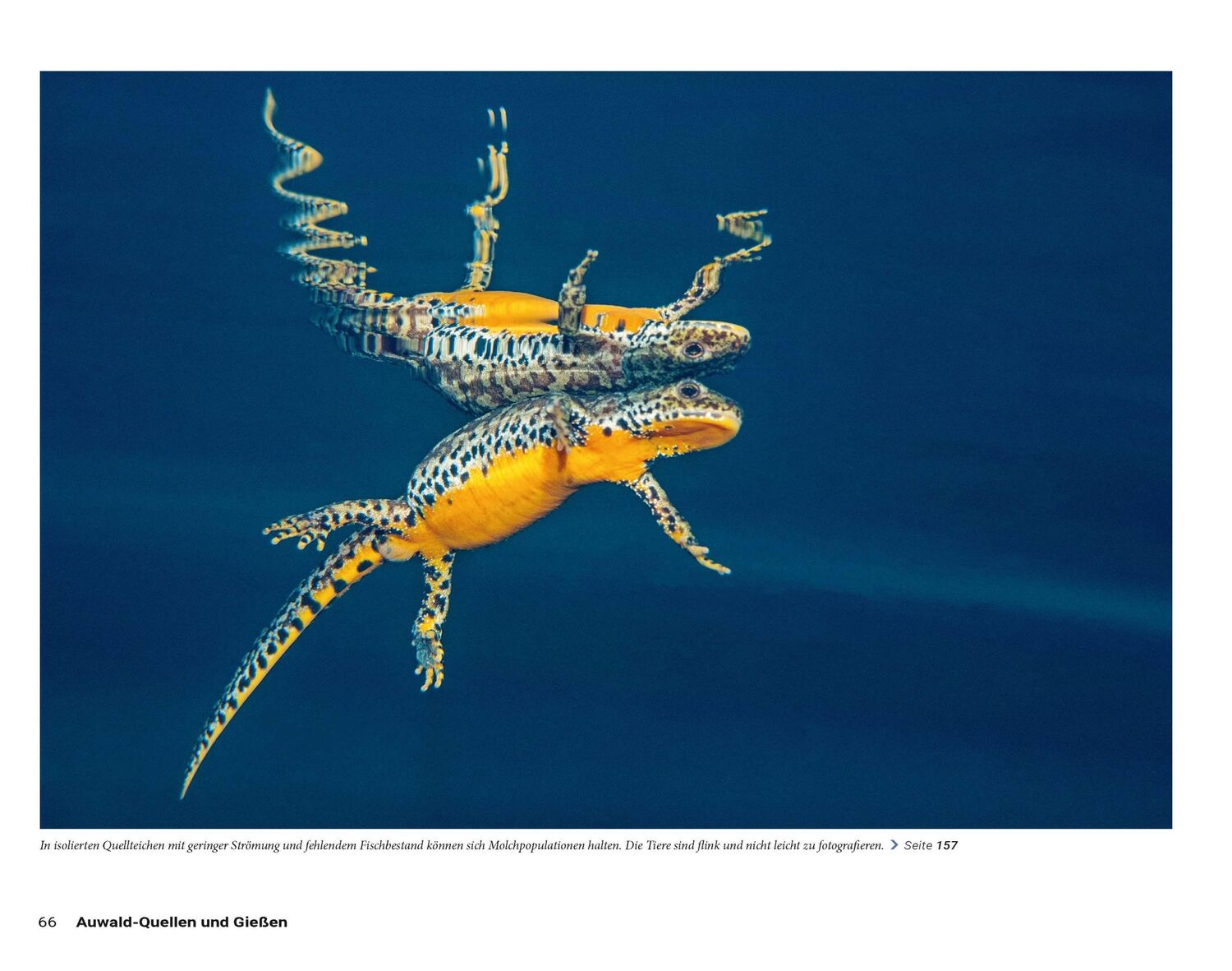 Bild: 9783613509283 | Die Welt der Süßwasserquellen | Herbert Frei (u. a.) | Buch | 192 S.