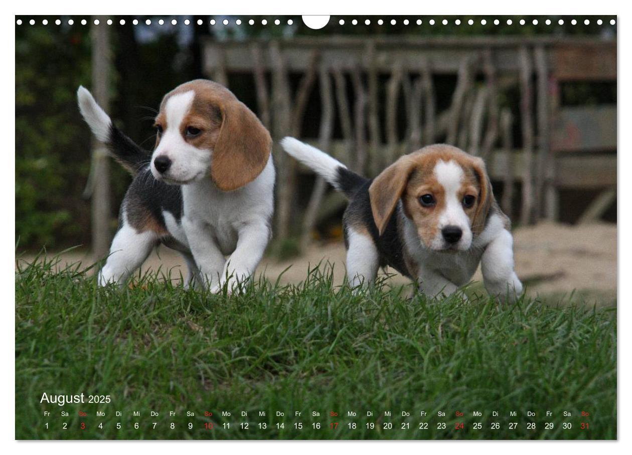 Bild: 9783435746569 | Beagle (Wandkalender 2025 DIN A3 quer), CALVENDO Monatskalender | Berg