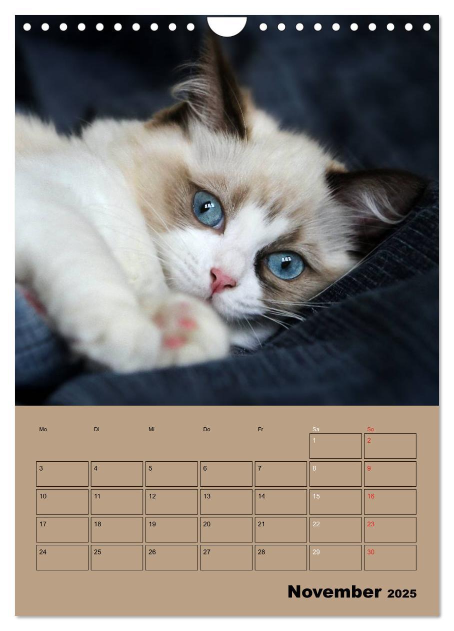 Bild: 9783457013250 | Ragdolls zum Verlieben (Wandkalender 2025 DIN A4 hoch), CALVENDO...