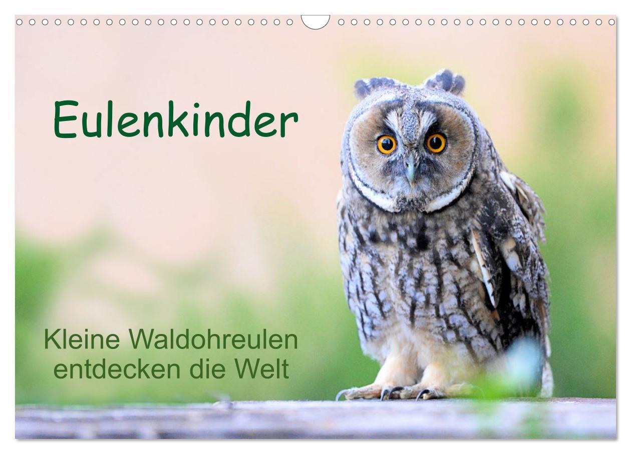 Cover: 9783435110469 | Eulenkinder - Kleine Waldohreulen entdecken die Welt (Wandkalender...