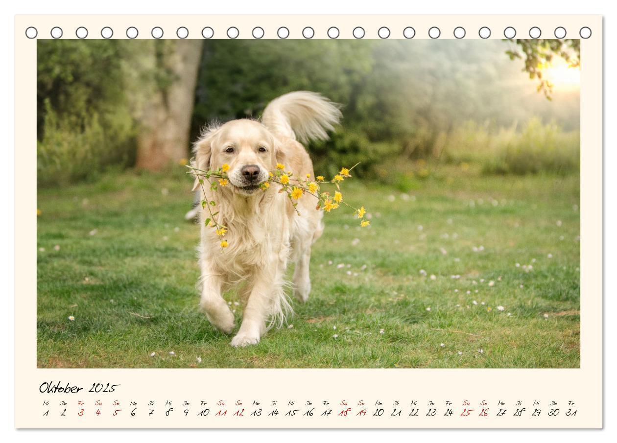 Bild: 9783383828263 | Golden Retriever... Herzenshunde (Tischkalender 2025 DIN A5 quer),...