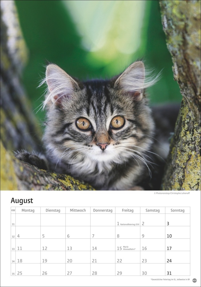 Bild: 9783756405589 | Katzen Kalender 2025 | Kalender | Spiralbindung | 13 S. | Deutsch