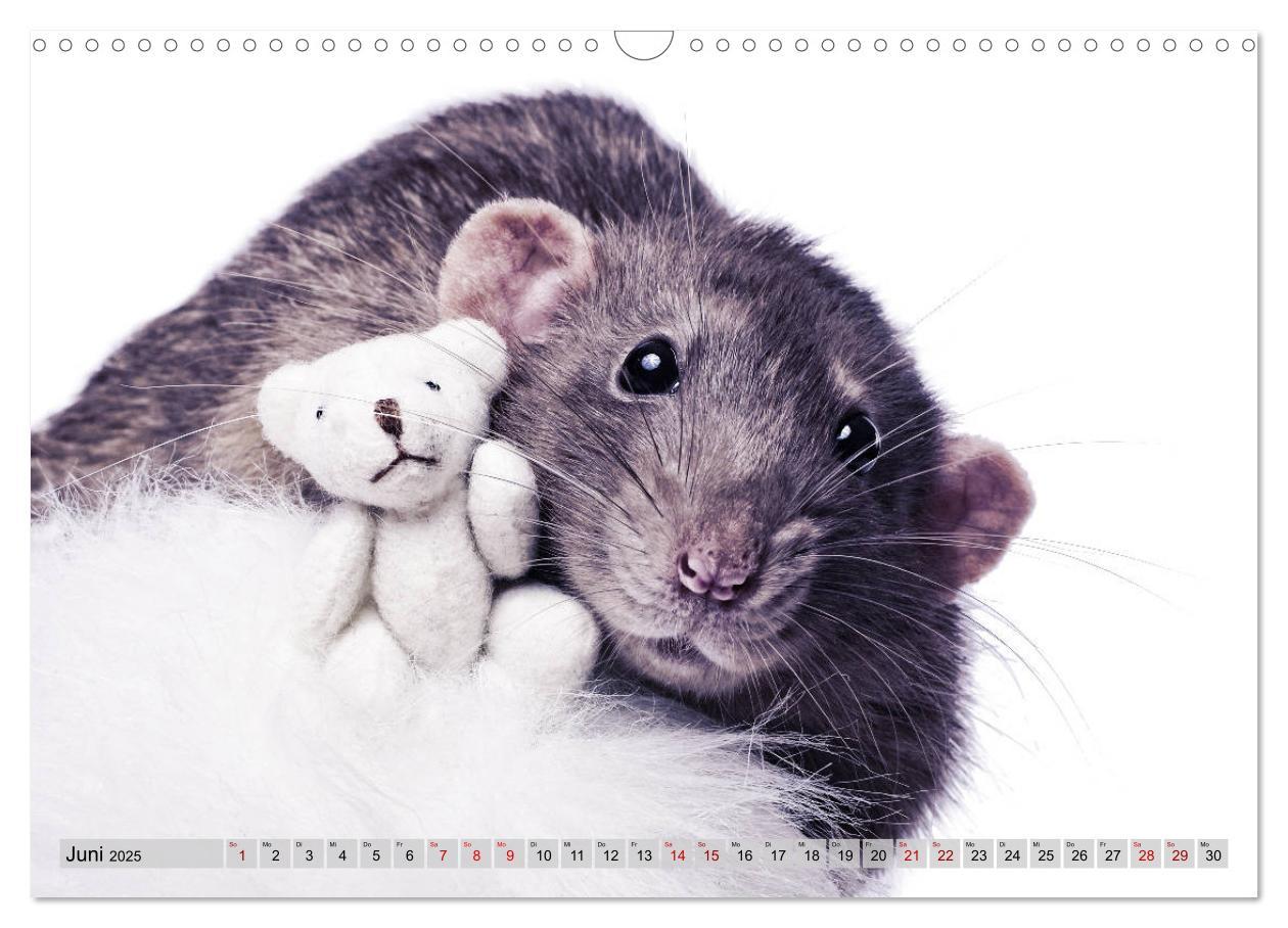 Bild: 9783435420575 | Rattenscharf und zuckersüß (Wandkalender 2025 DIN A3 quer),...