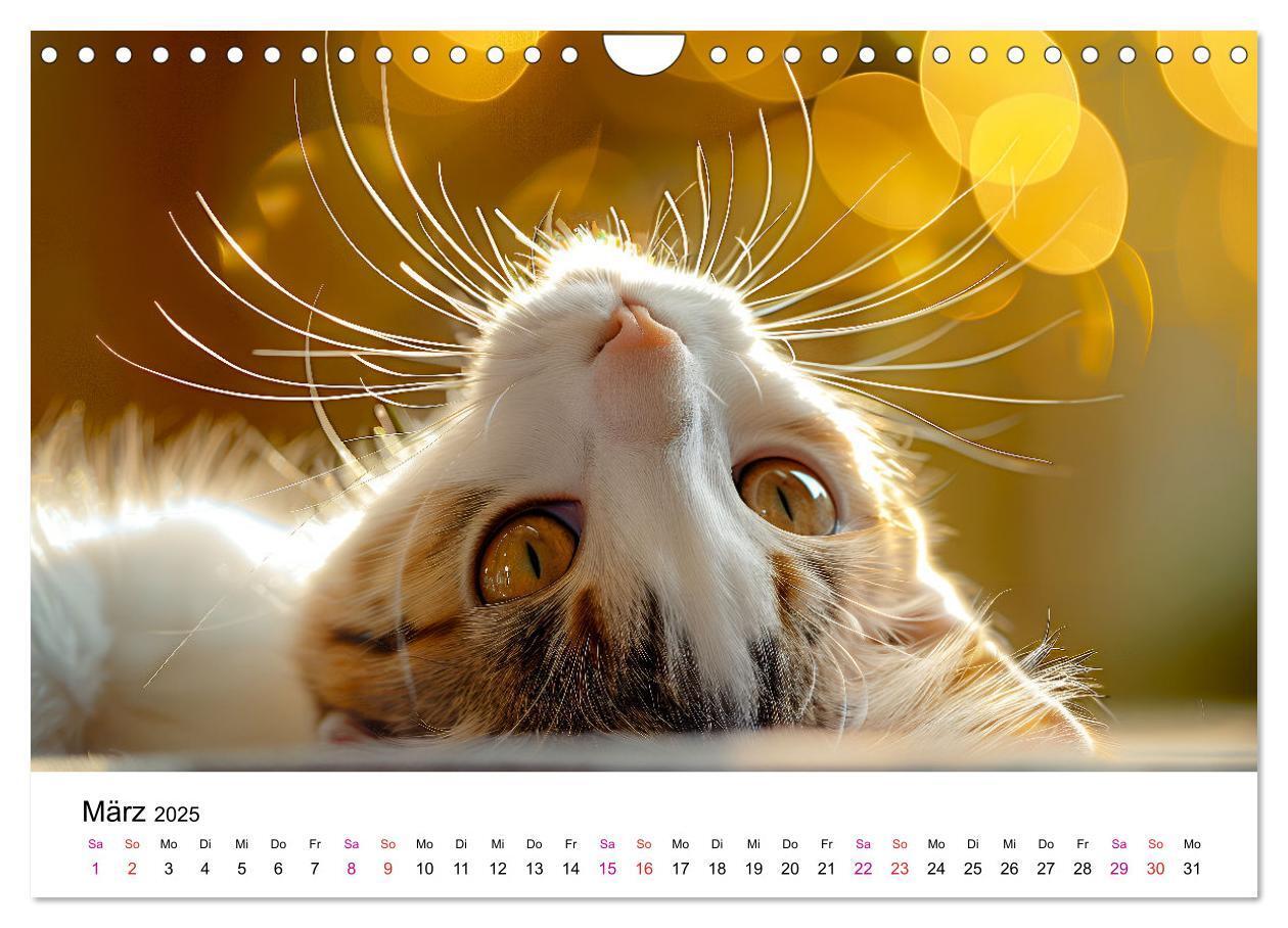 Bild: 9783457218242 | Katzenzauber - Samtpfoten im Jahreslauf (Wandkalender 2025 DIN A4...