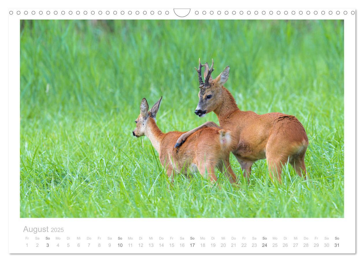 Bild: 9783435110933 | Rehwild 2025 (Wandkalender 2025 DIN A3 quer), CALVENDO Monatskalender