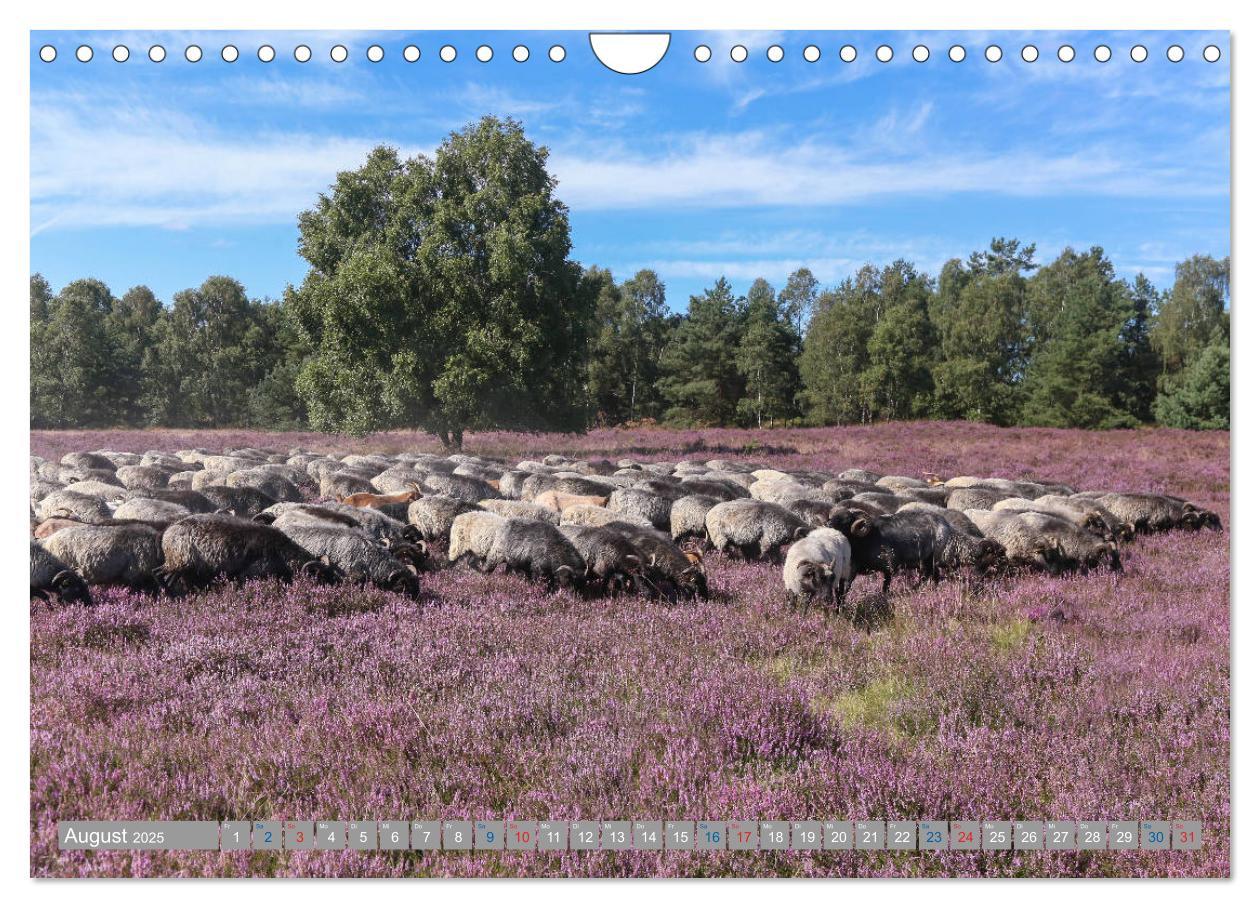 Bild: 9783435458776 | Lüneburger Heide - Faszinierend schön (Wandkalender 2025 DIN A4...