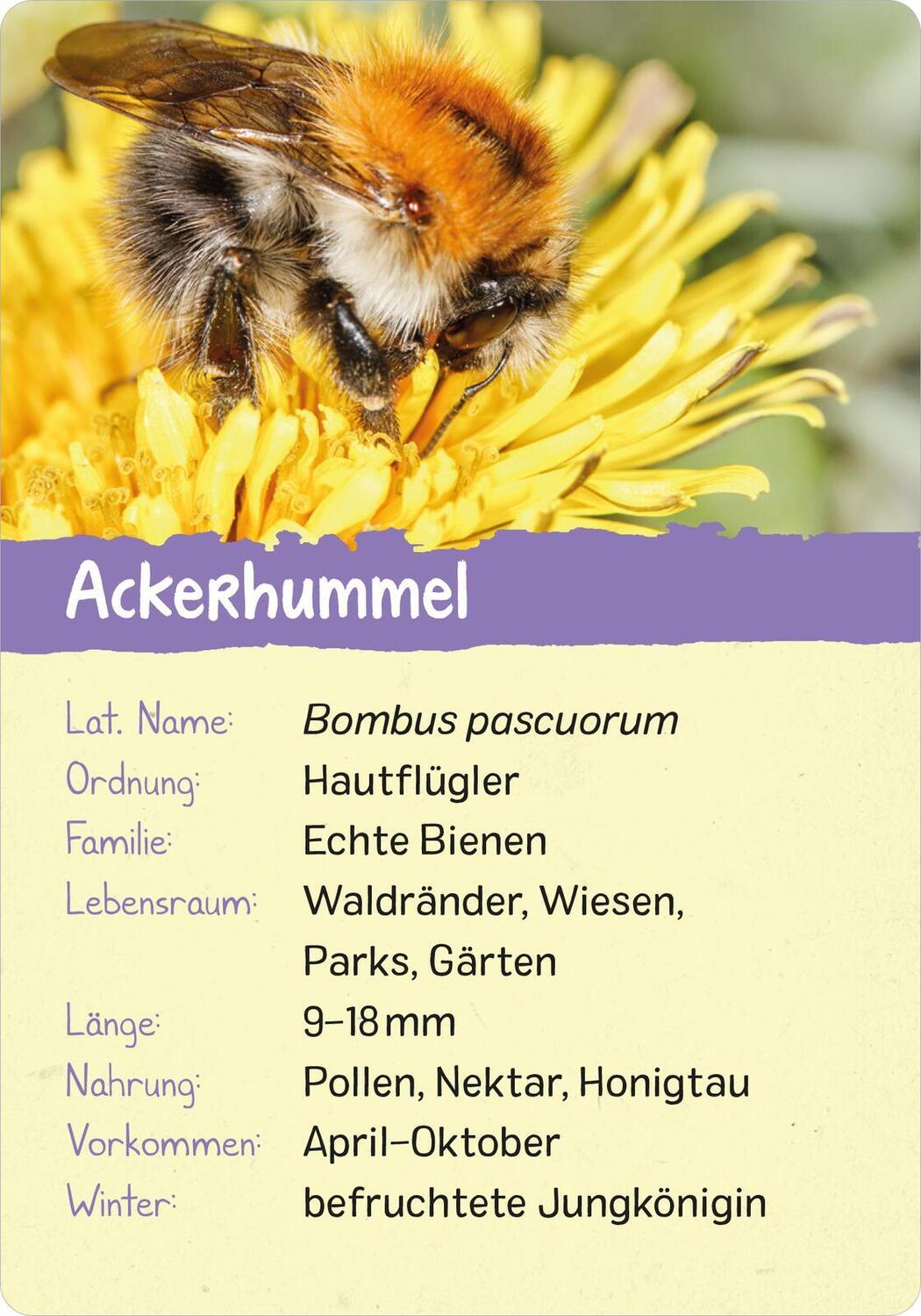 Bild: 9783845856575 | Naturforscher-Kids - Insekten | 50 Karten | Miriam Scholz | Buch