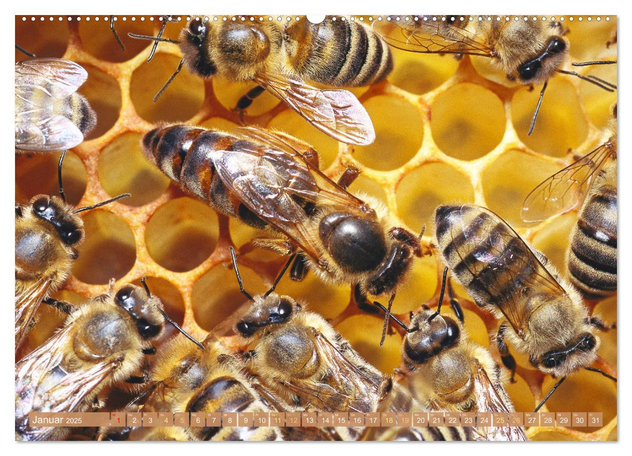 Bild: 9783383886270 | Süßes Gold: Imker, Bienen &amp; Honig (Wandkalender 2025 DIN A2 quer),...