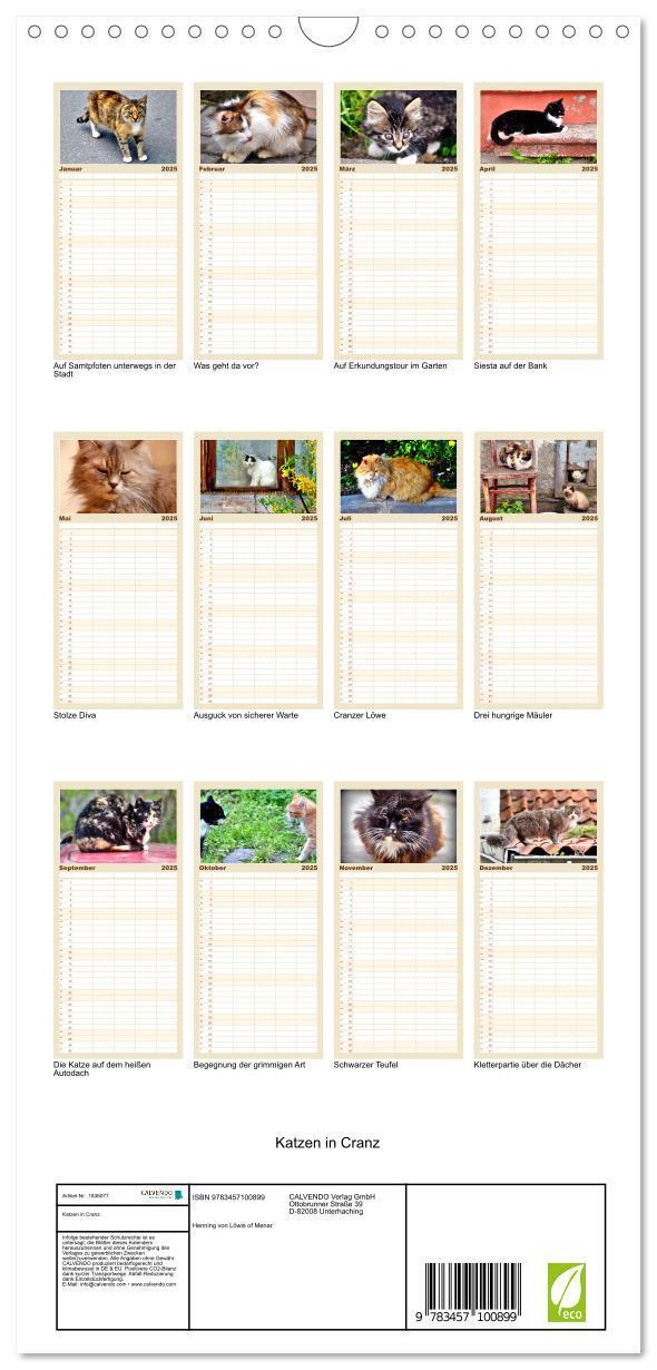 Bild: 9783457100899 | Familienplaner 2025 - Katzen in Cranz mit 5 Spalten (Wandkalender,...