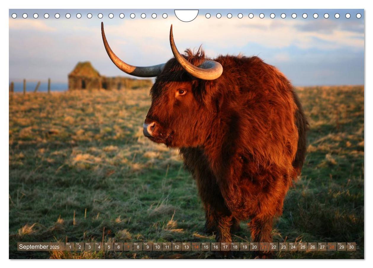 Bild: 9781325994274 | Highland Cattle - Native Breed of Scotland (Wall Calendar 2025 DIN...