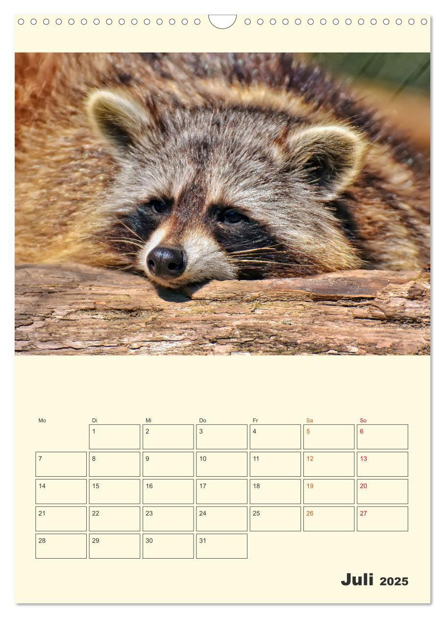 Bild: 9783435903504 | Drolliger Waschbär (Wandkalender 2025 DIN A3 hoch), CALVENDO...