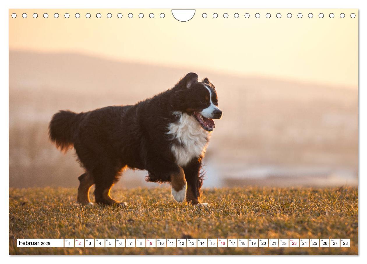 Bild: 9783435315727 | Ein Herz auf 4 Pfoten - Berner Sennenhund (Wandkalender 2025 DIN A4...