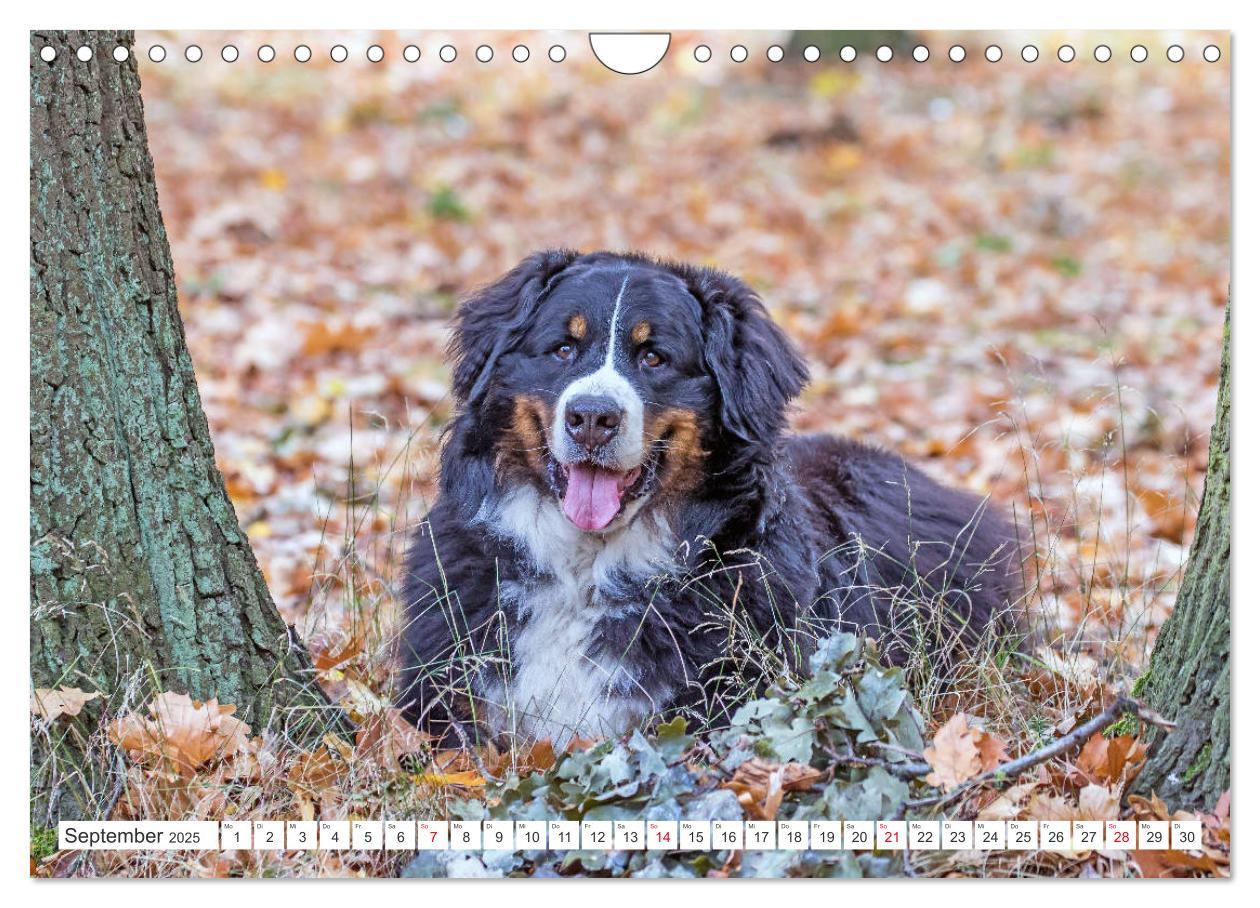 Bild: 9783435327522 | Berner Sennenhunde machen glücklich (Wandkalender 2025 DIN A4...