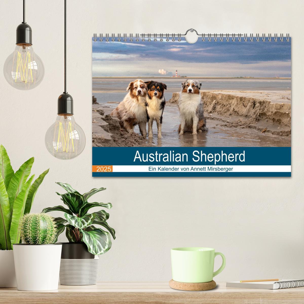 Bild: 9783435673247 | Australian Shepherd 2025 (Wandkalender 2025 DIN A4 quer), CALVENDO...