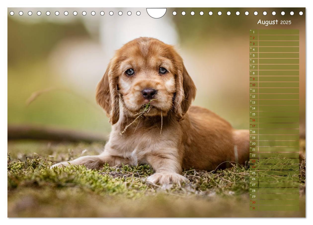 Bild: 9783435119844 | English Cocker Spaniel Welpen (Wandkalender 2025 DIN A4 quer),...