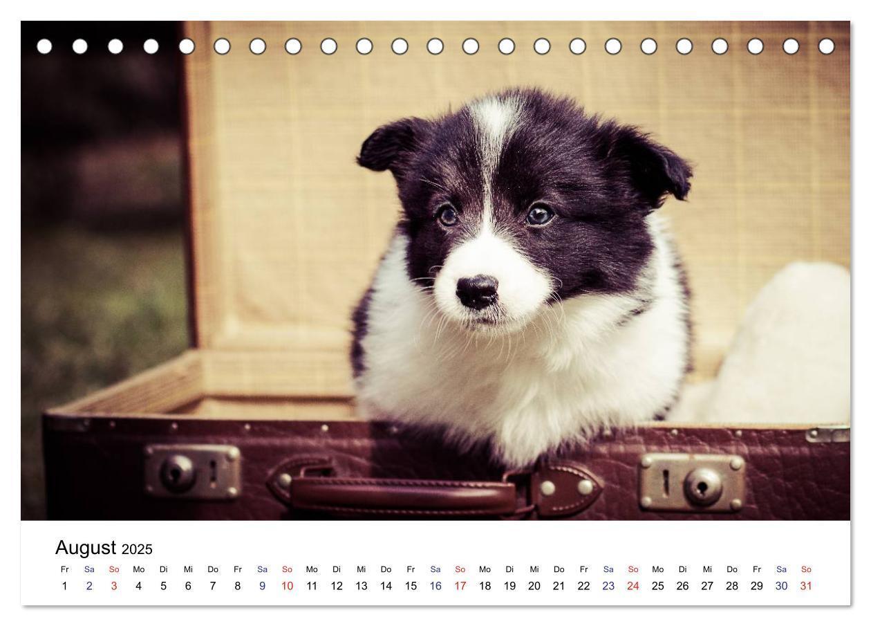 Bild: 9783435615322 | Pfotastische Border Collie Welpen (Tischkalender 2025 DIN A5 quer),...