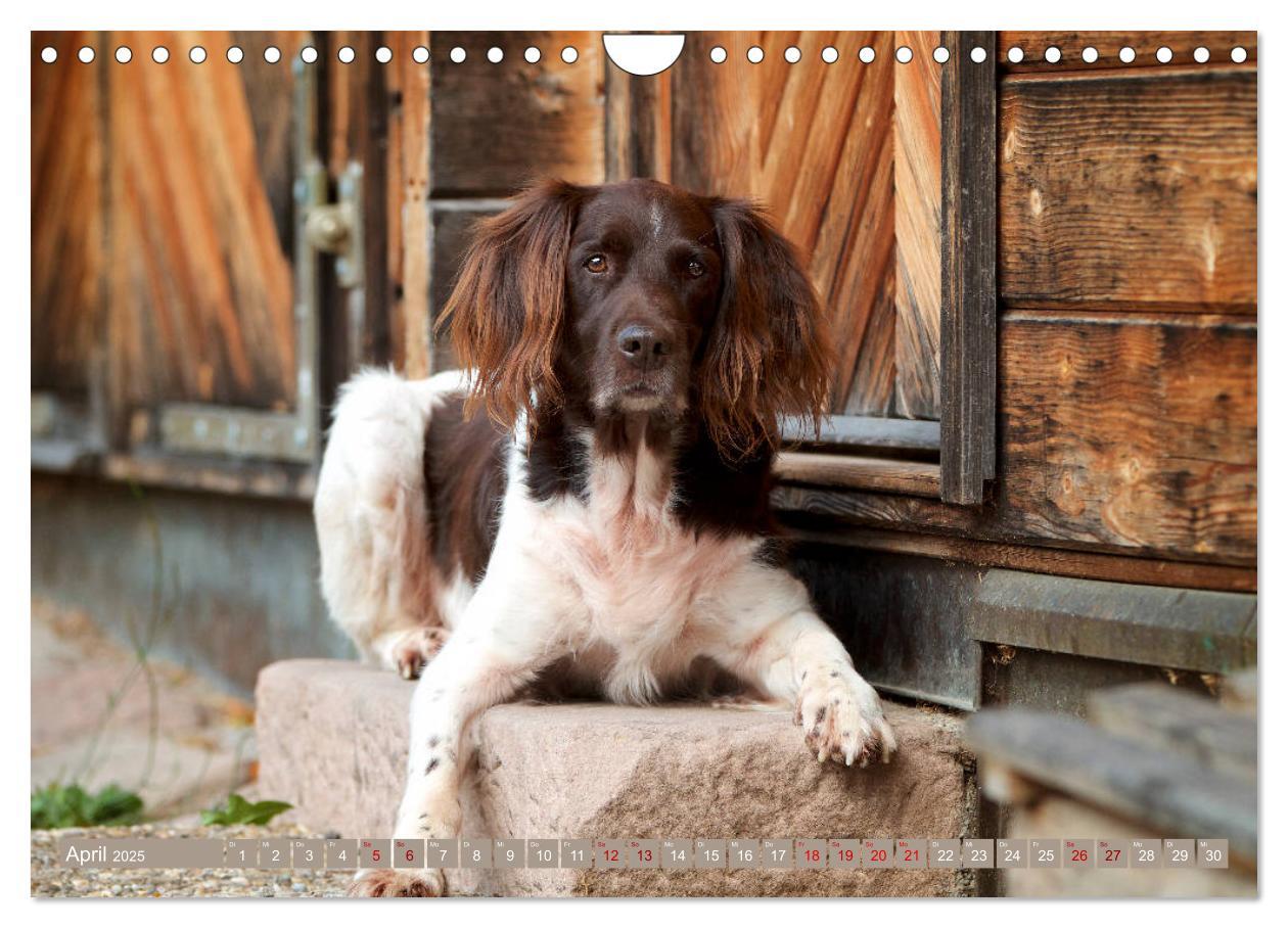 Bild: 9783435269396 | Passion Jagdhund - Kleiner Münsterländer (Wandkalender 2025 DIN A4...