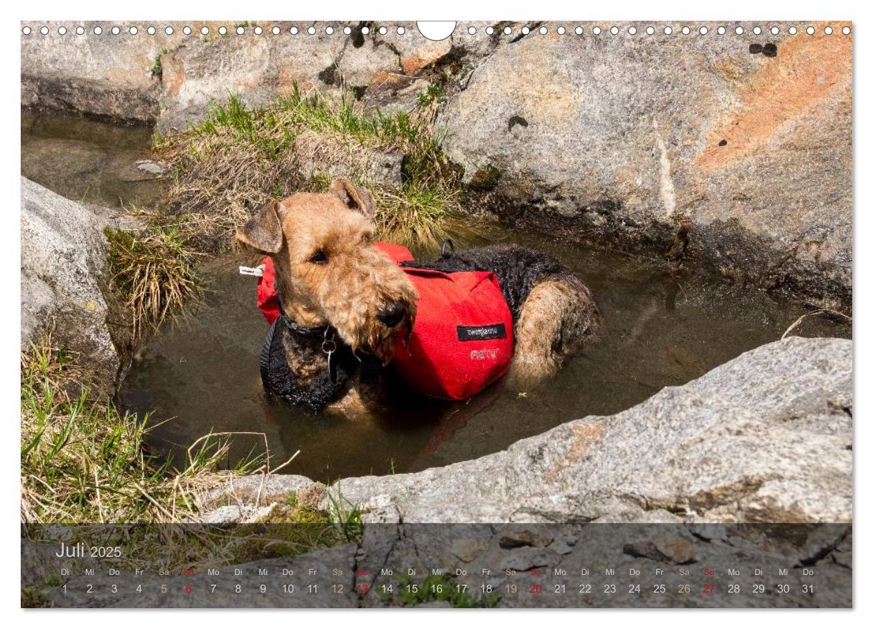 Bild: 9783435559176 | Der Bergdale - mit Hund im Hochgebirge (Wandkalender 2025 DIN A3...