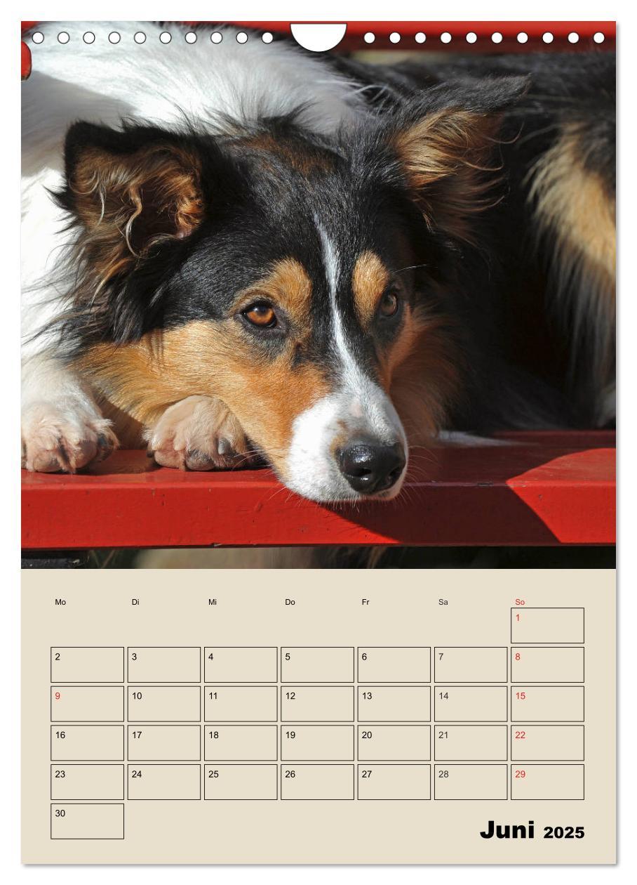 Bild: 9783435959617 | Border Collie - Ein Familienplaner (Wandkalender 2025 DIN A4 hoch),...