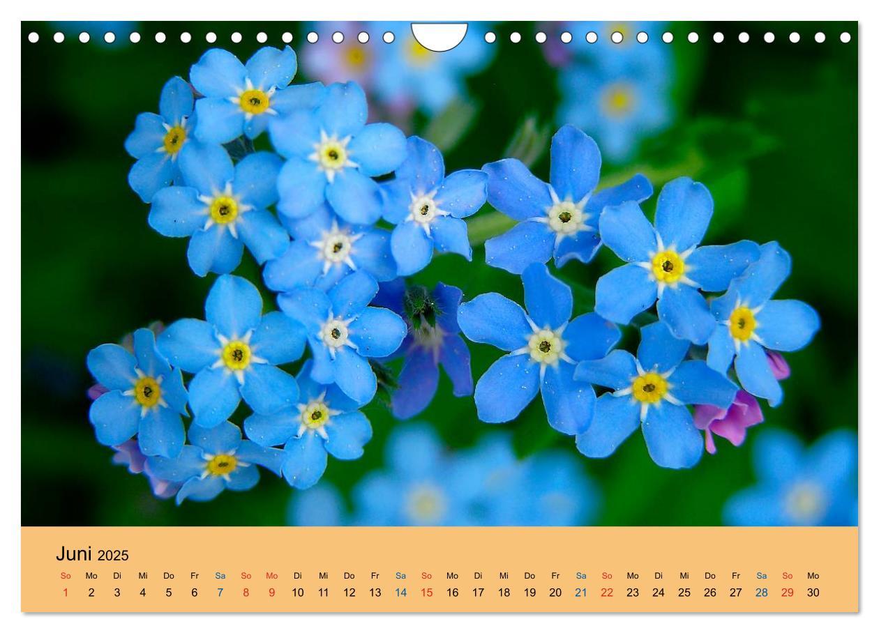 Bild: 9783435775132 | Wildblumen 2025 (Wandkalender 2025 DIN A4 quer), CALVENDO...