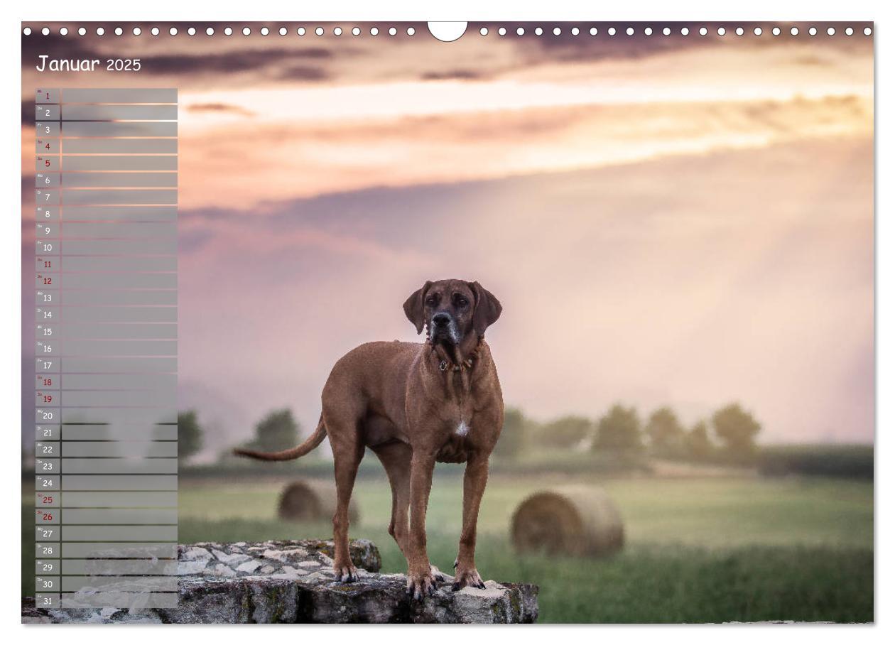 Bild: 9783435358267 | Rhodesian Ridgeback - Herzen auf vier Pfoten (Wandkalender 2025 DIN...