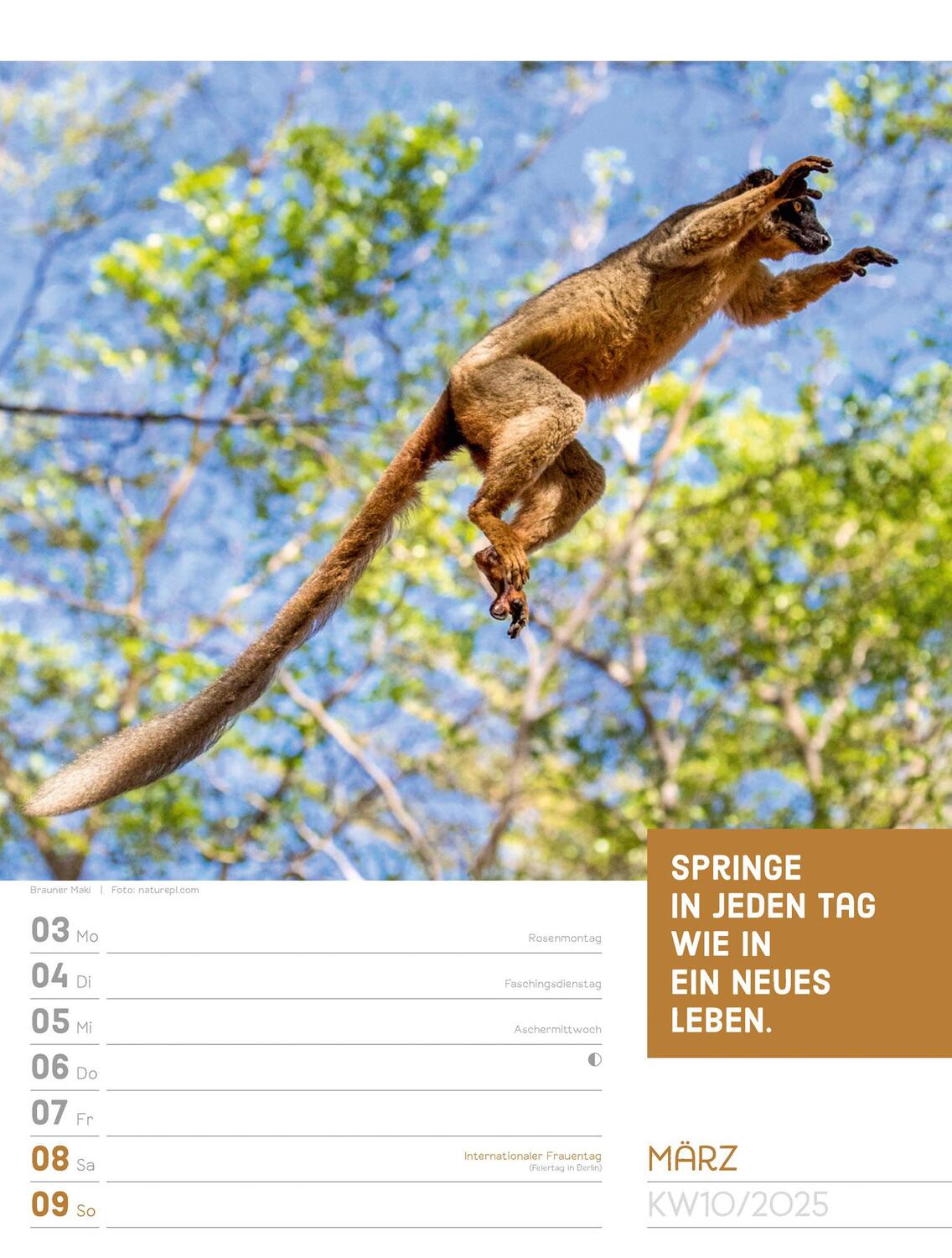 Bild: 9783838425962 | Tierisch! Sprüchekalender - Wochenplaner Kalender 2025 | Kunstverlag