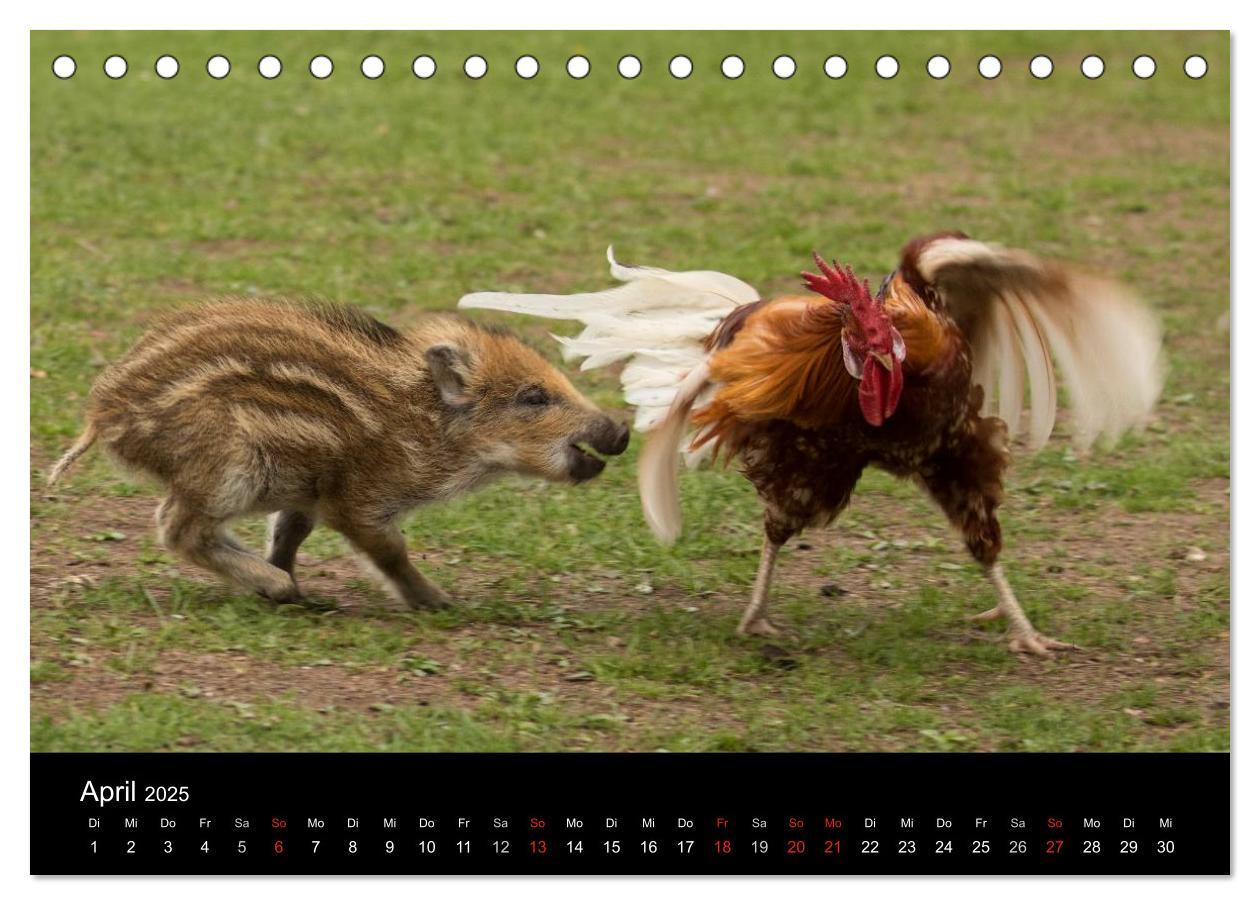 Bild: 9783435535682 | Kleine Schweinereien (Tischkalender 2025 DIN A5 quer), CALVENDO...