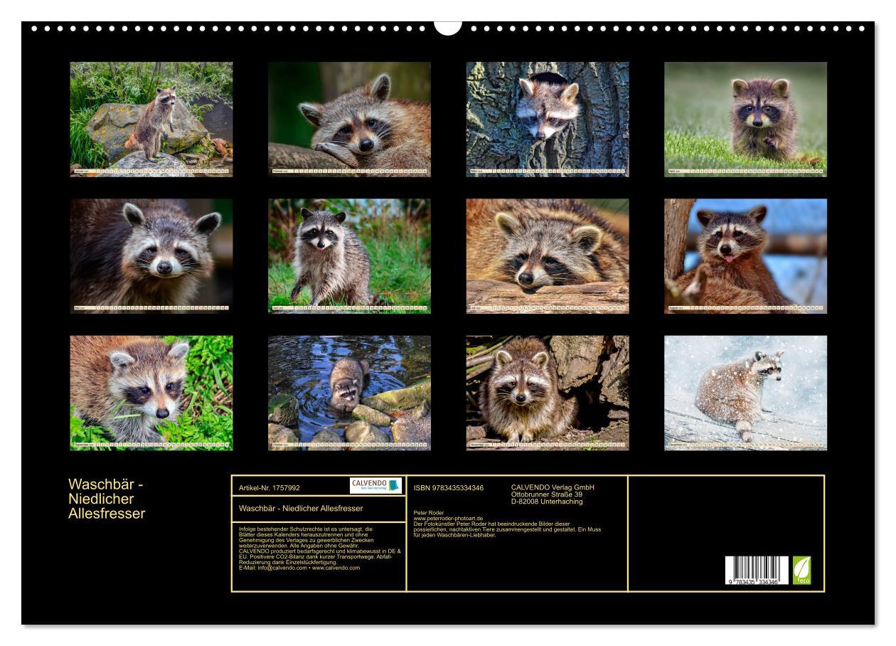 Bild: 9783435334346 | Waschbär - Niedlicher Allesfresser (Wandkalender 2025 DIN A2 quer),...