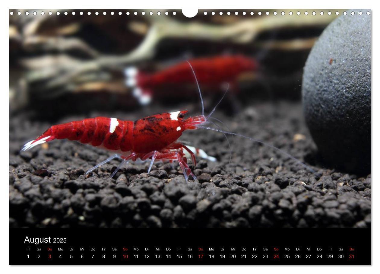 Bild: 9783435561582 | Zwerggarnelen - gepanzerte Juwelen im Aquarium (Wandkalender 2025...