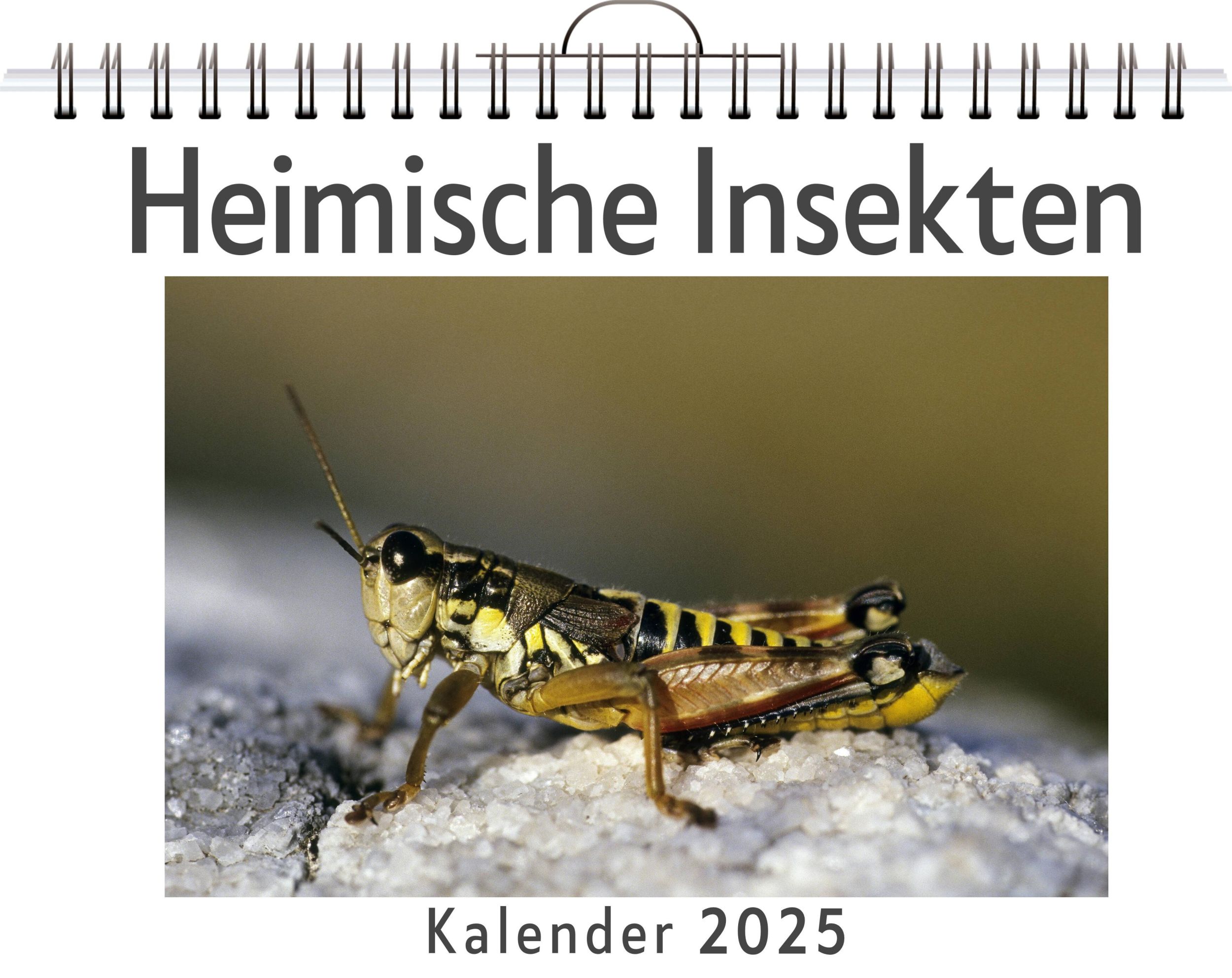 Cover: 9783759124425 | Heimische Insekten | Isabella Zimmermann | Kalender | Kalender | 14 S.