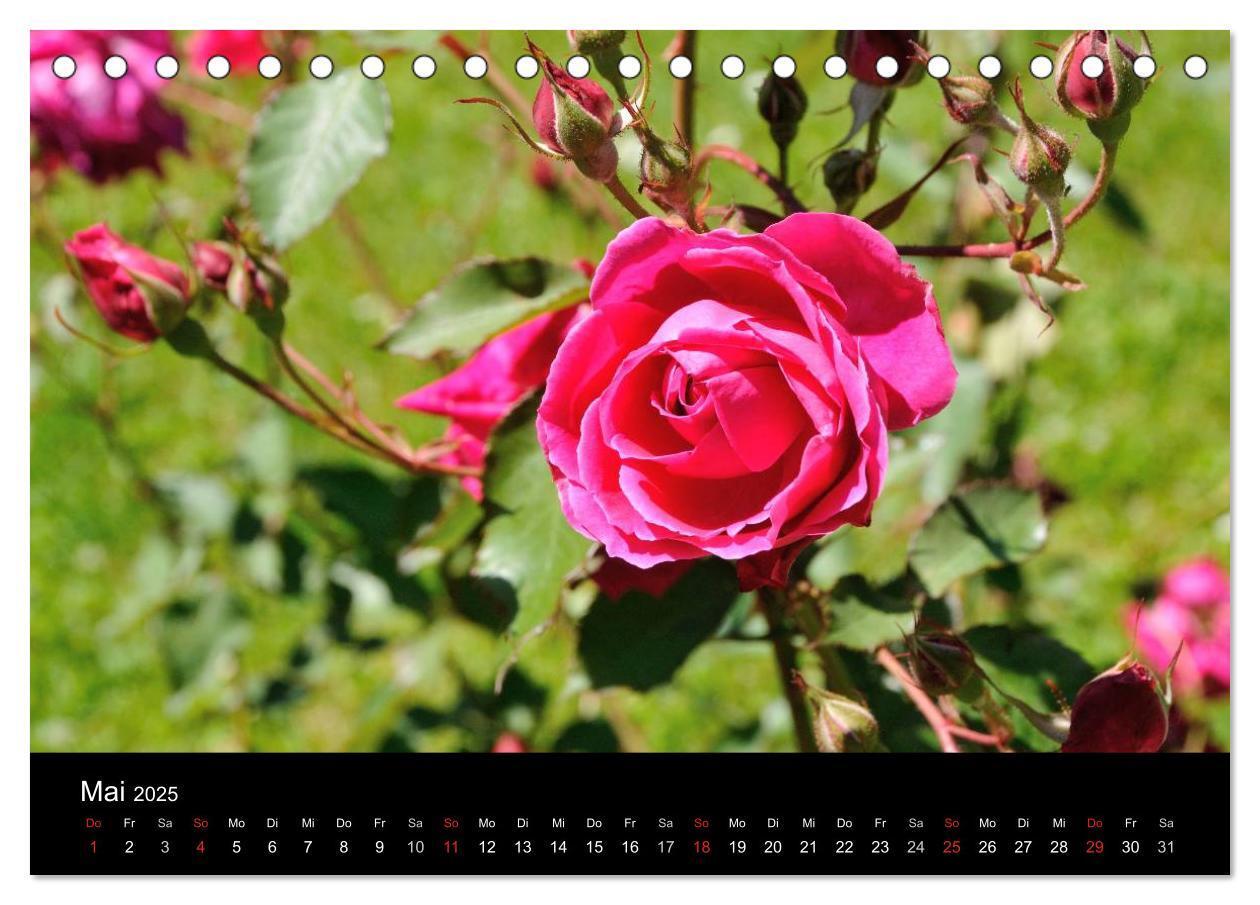 Bild: 9783435800469 | Baden bei Wien - Rosarium (Tischkalender 2025 DIN A5 quer),...